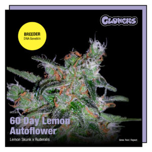 60 Day Lemon | Autoflower