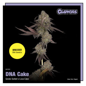 DNA Cake