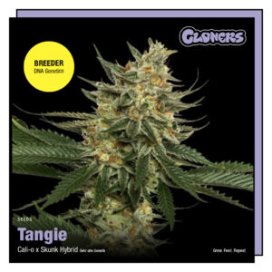 Tangie