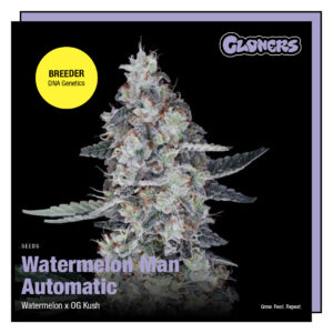Watermelon Man | Automatic