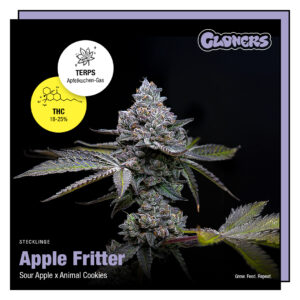Apple Fritter