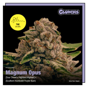 Magnum Opus